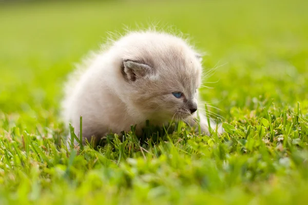 Белый котёнок на зелёной лужайке — стоковое фото