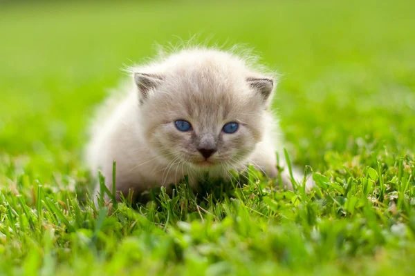 Белый котёнок на зелёной лужайке — стоковое фото
