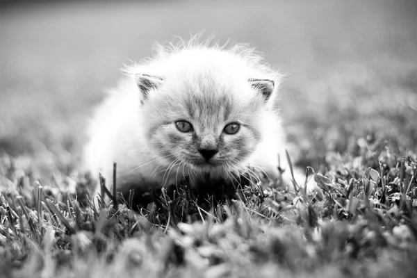Witte kitten op een groene gazon — Stockfoto