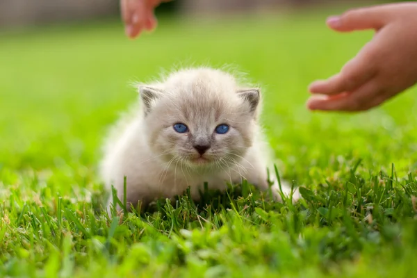 Білий кошеня на зеленому газоні — стокове фото