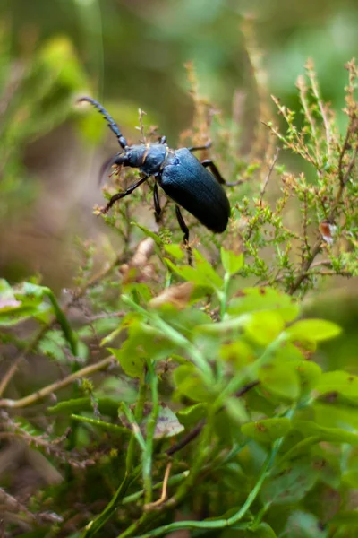 在这片草地森林甲虫. — 图库照片
