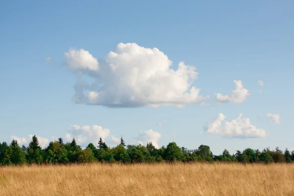 Panorama of the rural landscape. — Stock Photo, Image
