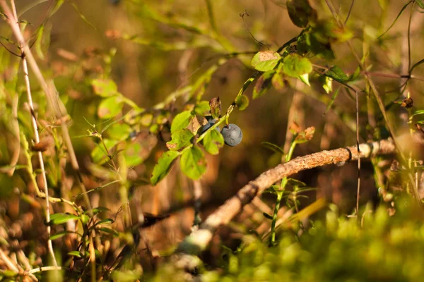 stock image Shoots of blueberries in the sunlight.