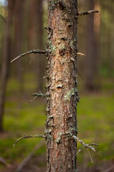 stock image Broken pine in a pine forest.