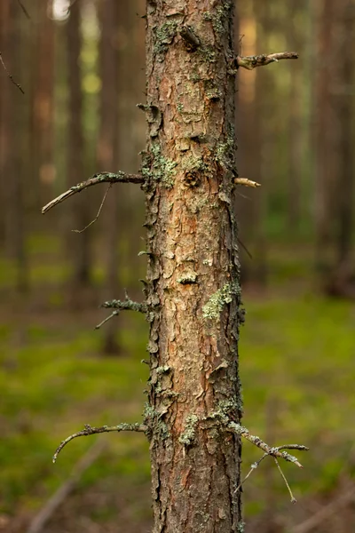 stock image Broken pine in a pine forest.