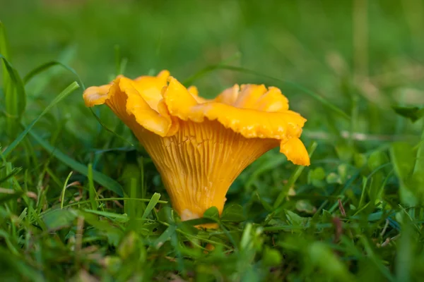 stock image Chanterelle on the grass.