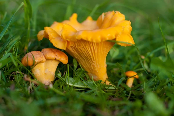 stock image Chanterelle family on the grass.