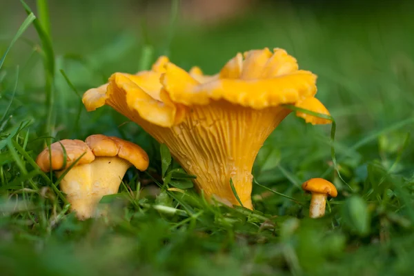 stock image Chanterelle on the grass.