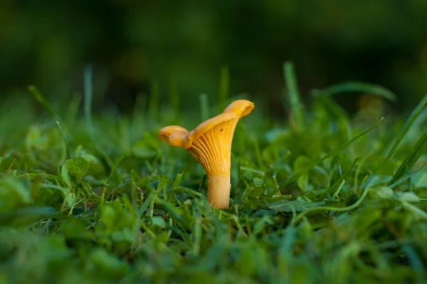 stock image Chanterelle on the grass.