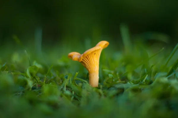 Chanterelle en la hierba . — Foto de Stock