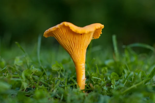 Stock image Chanterelle on the grass.