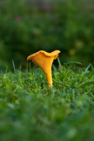 stock image Chanterelle on the grass.