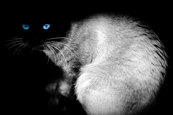 Кошачье зрение — стоковое фото