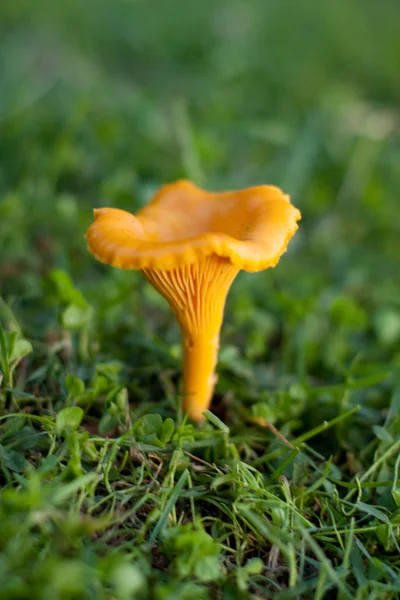 stock image Chanterelle on the grass.