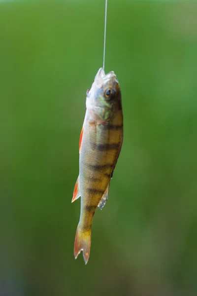 stock image Fishing - caught perch.