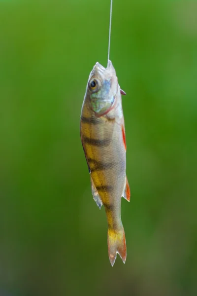 stock image Fishing - caught perch.