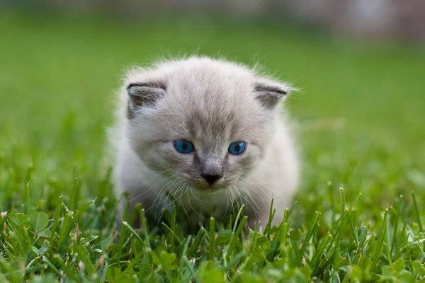 Vit kattunge på gräset. — Stockfoto