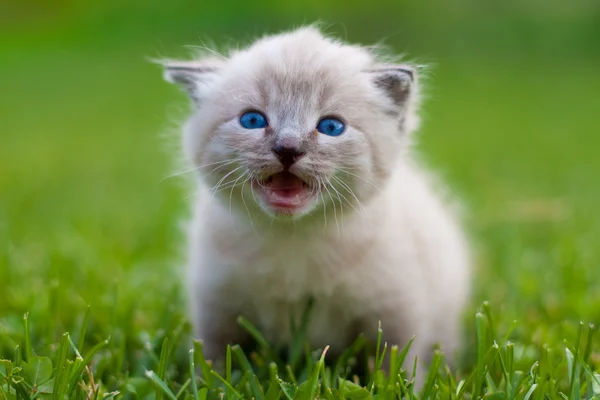Beyaz kedi çimlerin üzerinde. — Stok fotoğraf