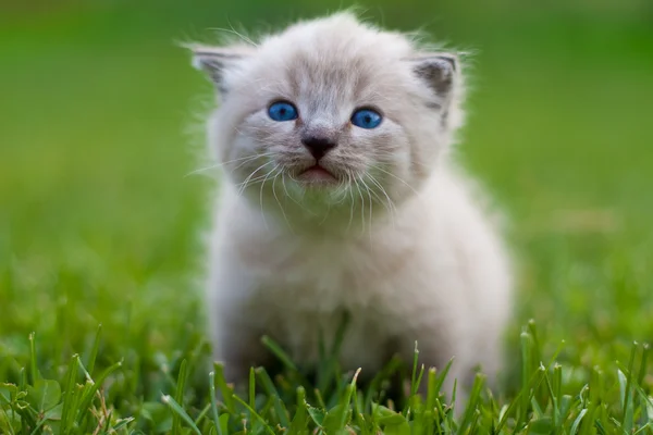 Белый котёнок на траве. — стоковое фото