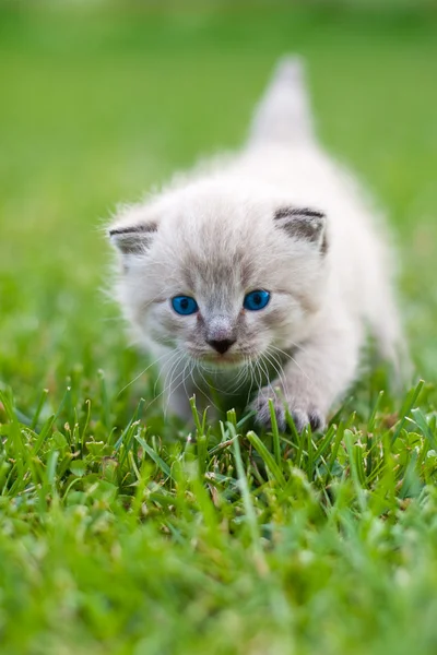 Λευκό γατάκι στο γρασίδι. — Φωτογραφία Αρχείου