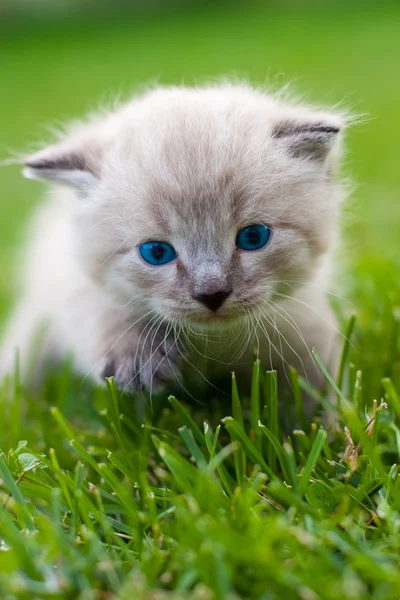 Fehér cica a fűben. — Stock Fotó