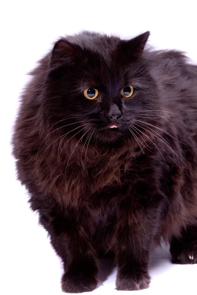 Siyah kedi. — Stok fotoğraf