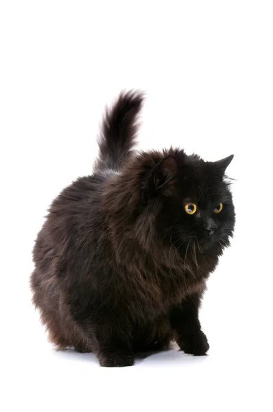 Gato preto . — Fotografia de Stock