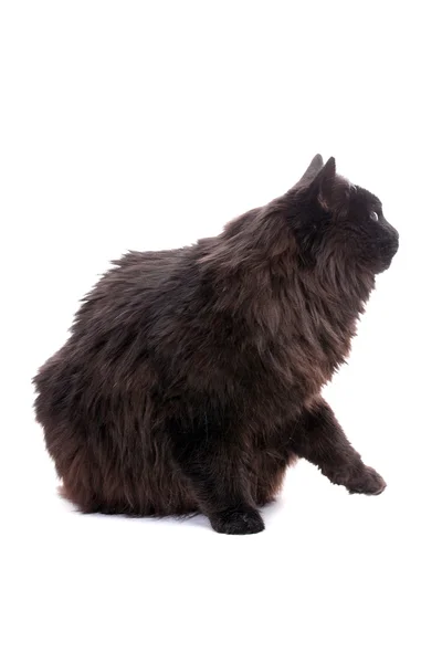 Gato negro . —  Fotos de Stock