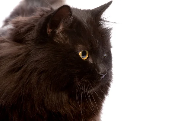 Černá kočka. — Stock fotografie