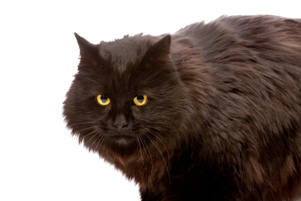 Чёрная кошка . — стоковое фото