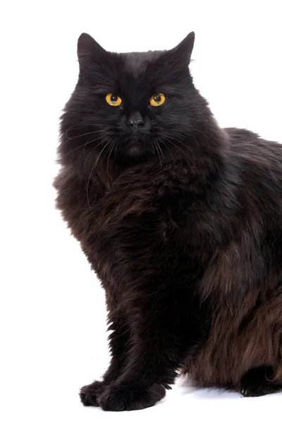 Schwarze Katze. — Stockfoto