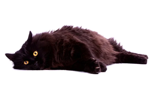 Chat noir . — Photo