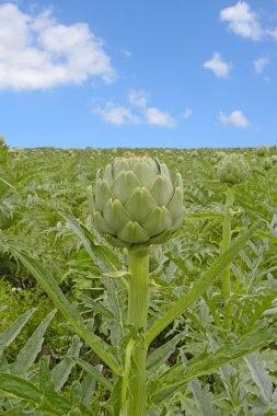 Artichoke clipart