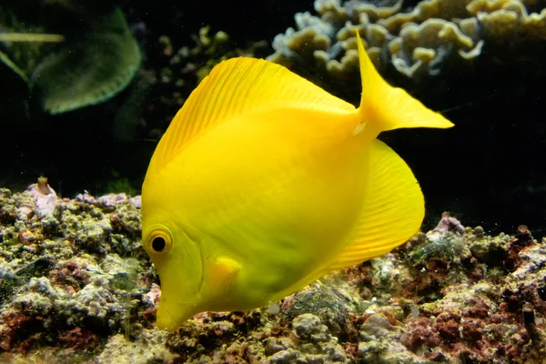 stock image Doctor fish