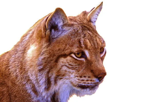 stock image Lynx isolated