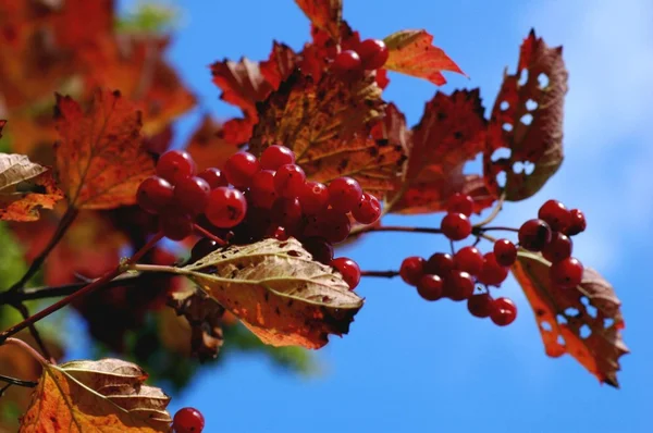 stock image Tree with berries