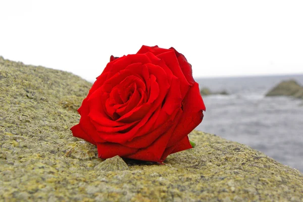 Une rose rouge sur une pierre — Photo
