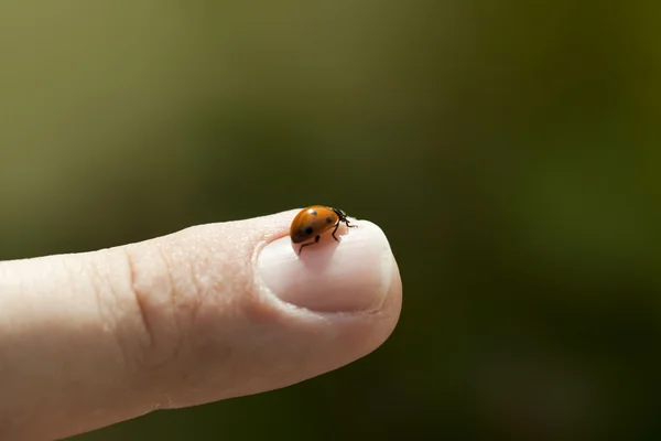 stock image Lady Beetle