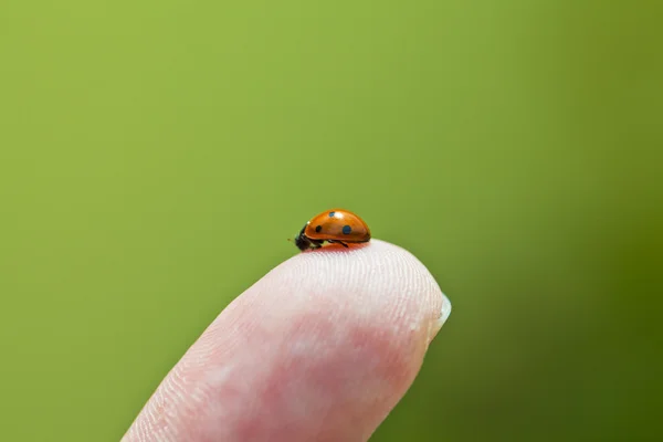 stock image Lady Beetle