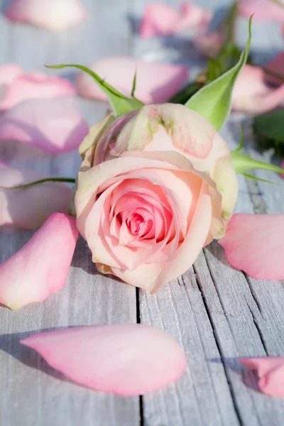 Rose rose — Stock Photo, Image