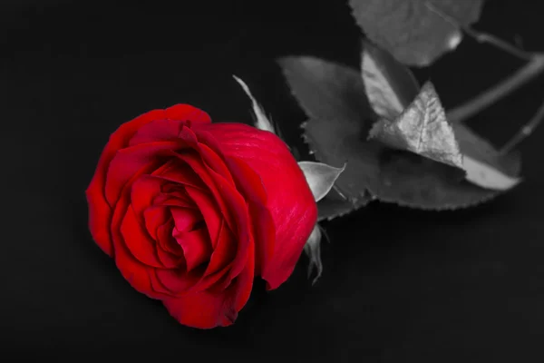 Single red rose — Stock Photo, Image