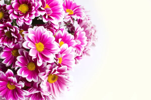 stock image Beautiful gerbera