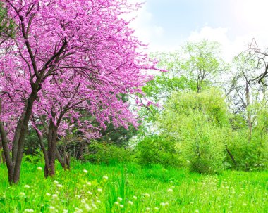 Spring landscape clipart