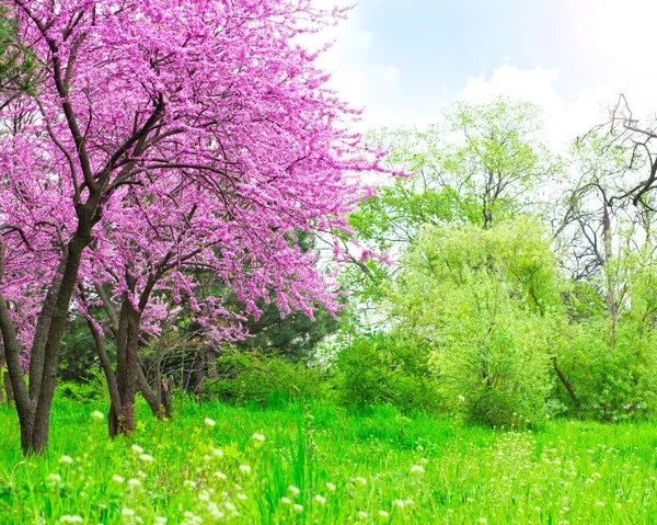 Spring landscape — Stock Photo, Image