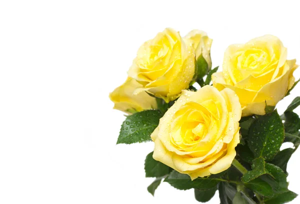 Schöner Strauß gelber Rosen — Stockfoto