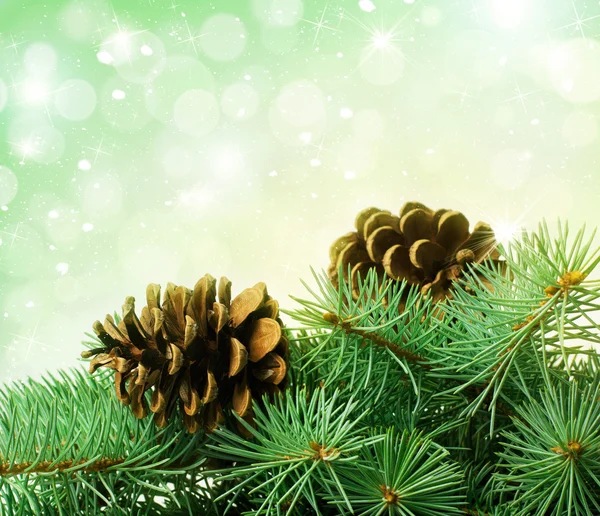 Pine cones and fir-tree — Stock Photo, Image