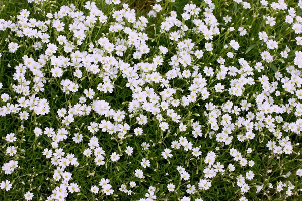 stock image Beautiful flowers