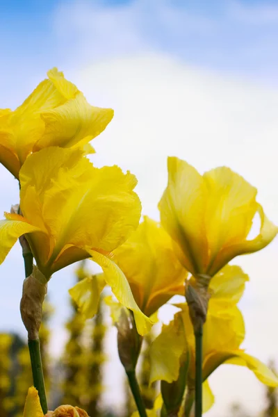 stock image Beautiful flowers