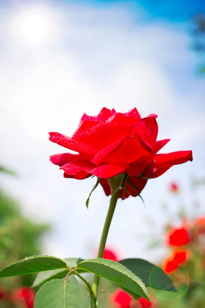 Роза под открытым небом — стоковое фото