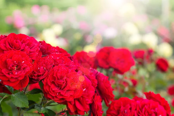 Beautiful roses outdoor — Stock Photo, Image